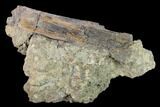 Dinosaur Rib Bone Section In Rock - South Dakota #145894-1